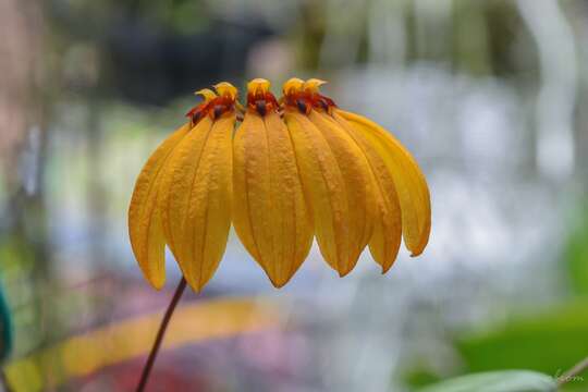 Image of Bulbophyllum mastersianum (Rolfe) J. J. Sm.