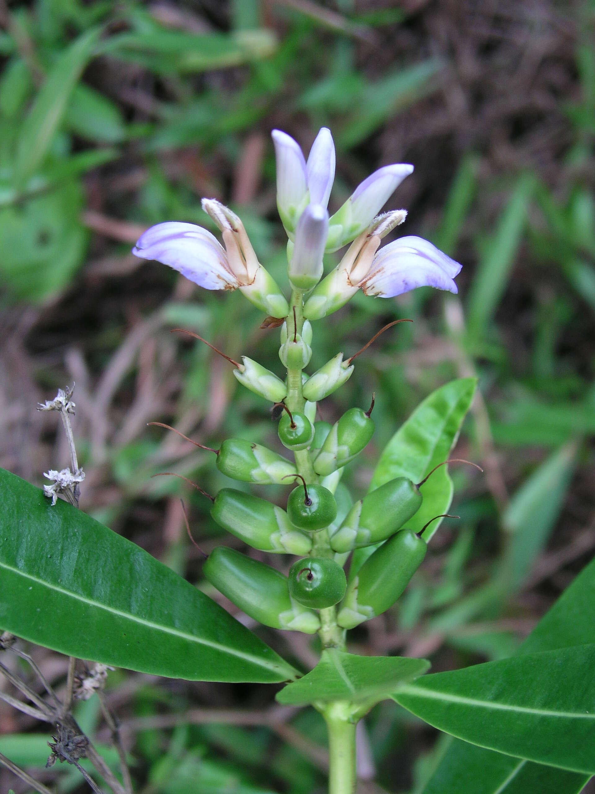 Image of acanthus