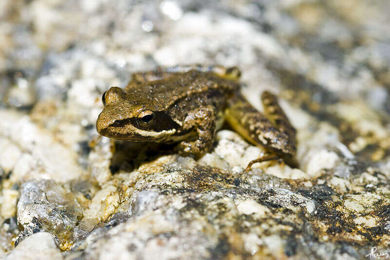 Image of Iberian Frog