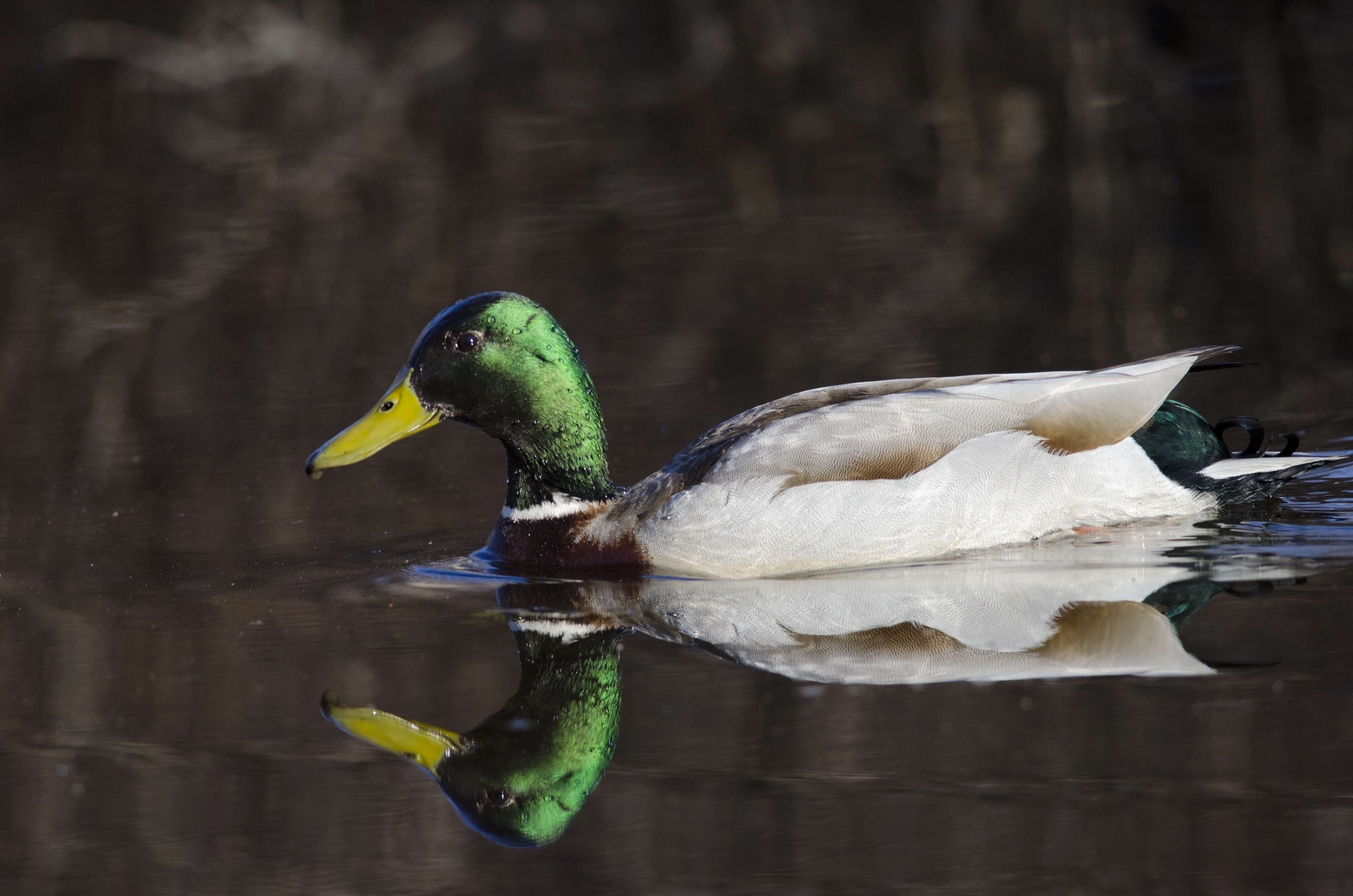 Image of Common Mallard