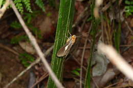 صورة Asota heliconia Linnaeus 1758