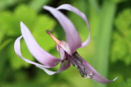 Image of Erythronium japonicum Decne.