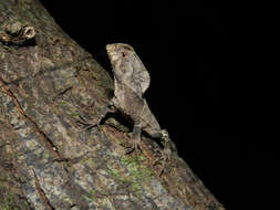 Image of helmet lizards