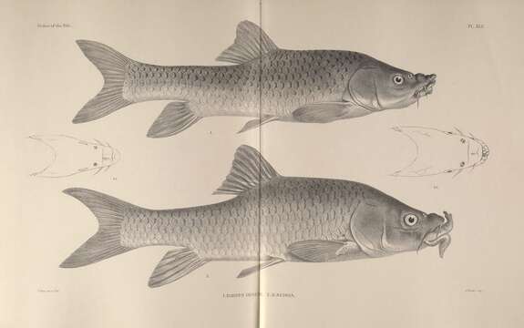 Image of Labeobarbus nedgia Rüppell 1835