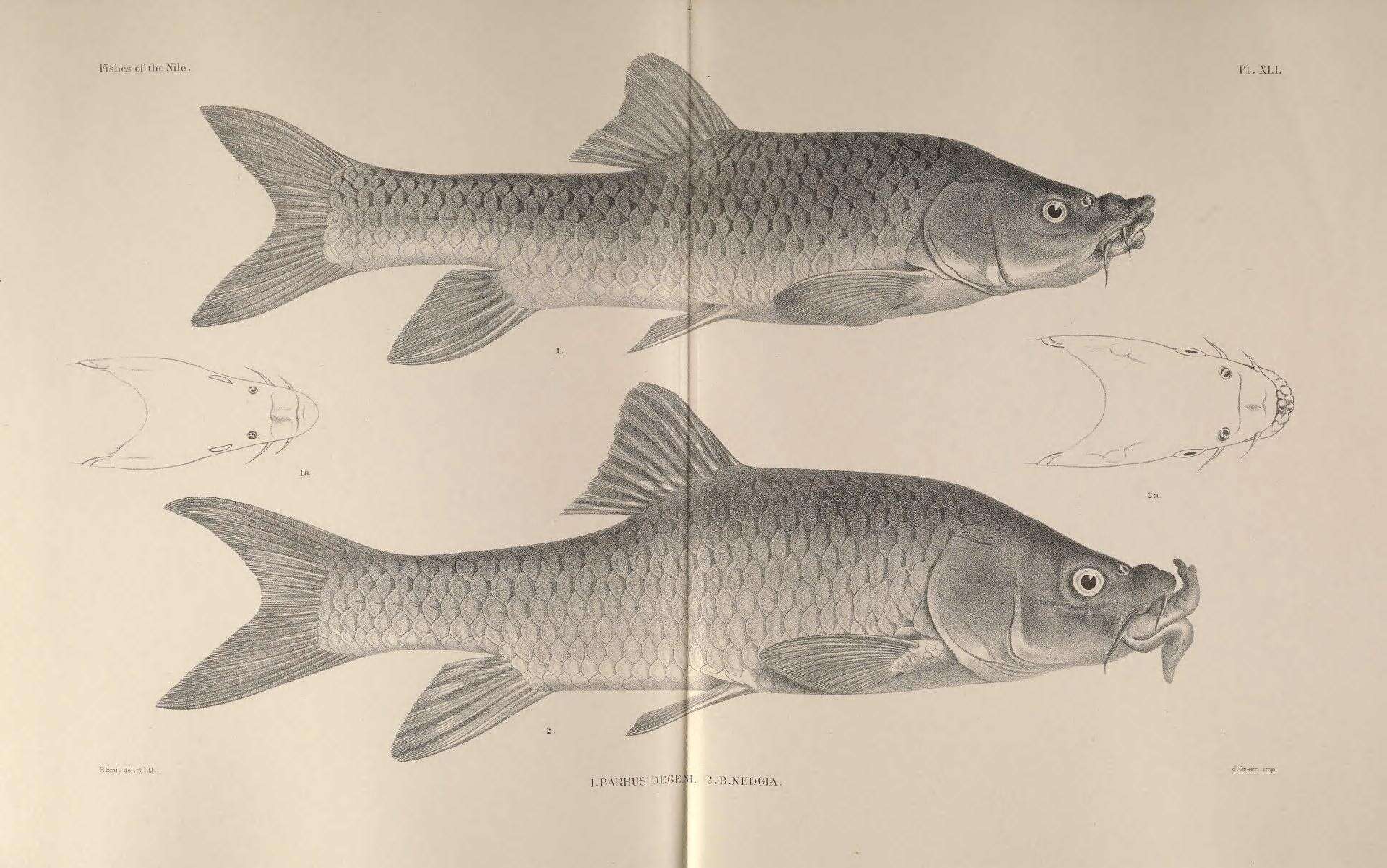 Слика од Labeobarbus nedgia Rüppell 1835
