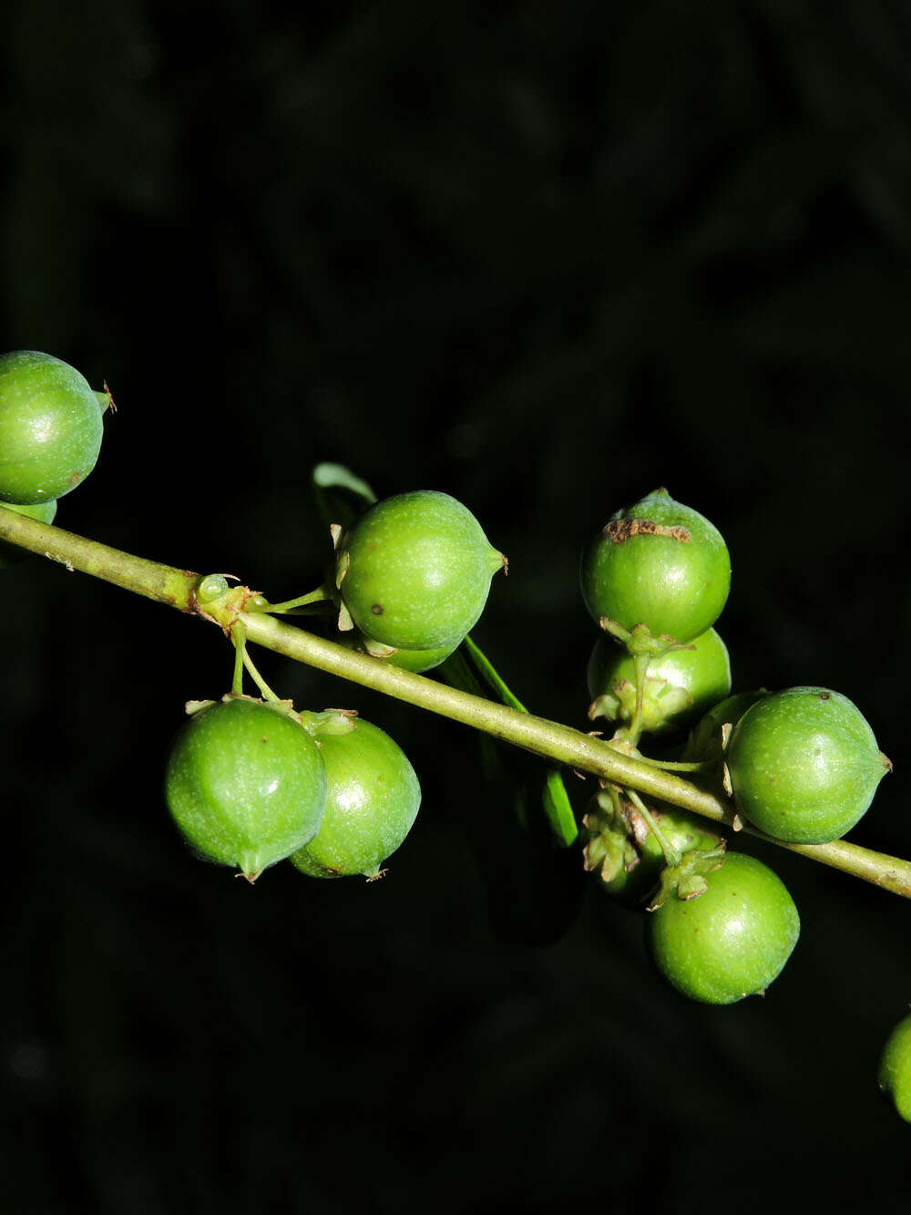 Image de Phyllanthus skutchii Standl.