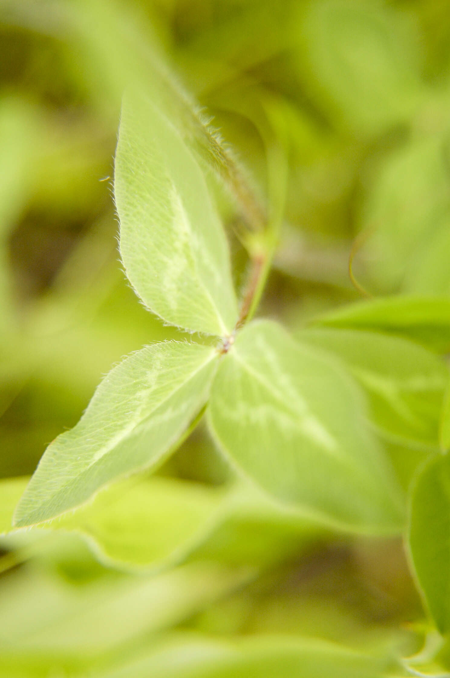 Image of clover