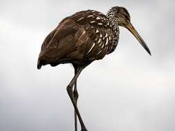 Image of limpkins