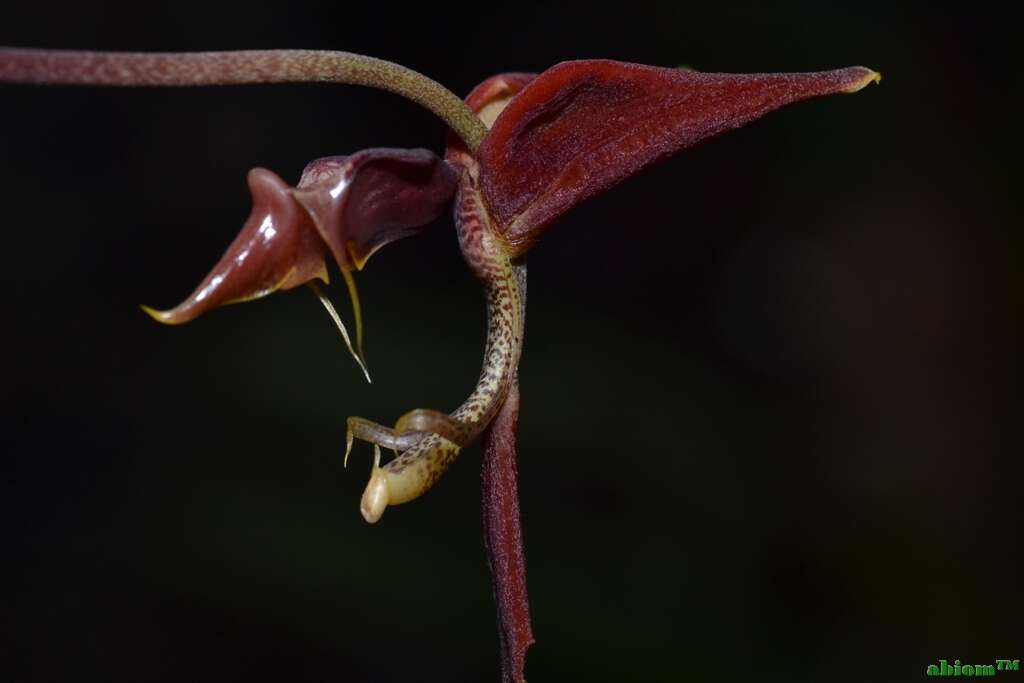 Image of Gongora claviodora Dressler