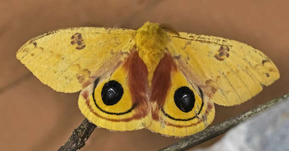 Image of Io Moth