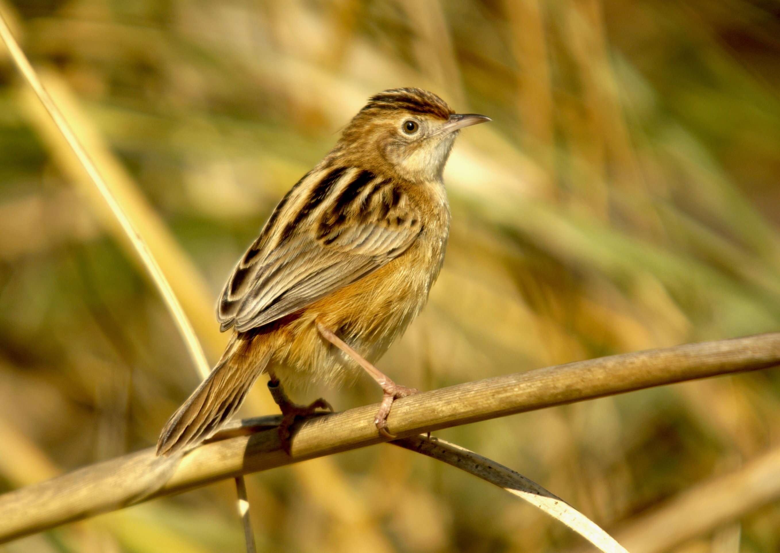 Image of Cisticola Kaup 1829