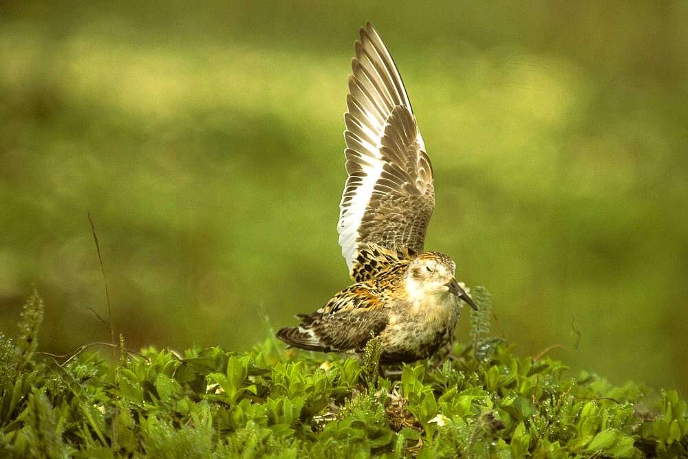 Image de Calidris Merrem 1804