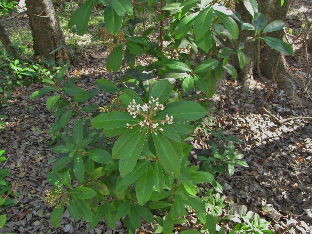 Слика од Ardisia escallonioides Schiede & Deppe ex Schltdl. & Cham.