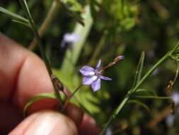 Image of Bay Lobelia