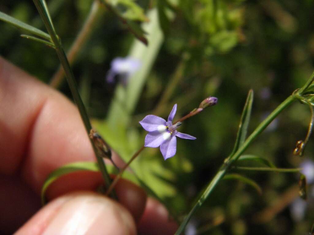 Image de Lobelia feayana A. Gray