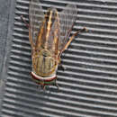 Image of Striped Horse Fly