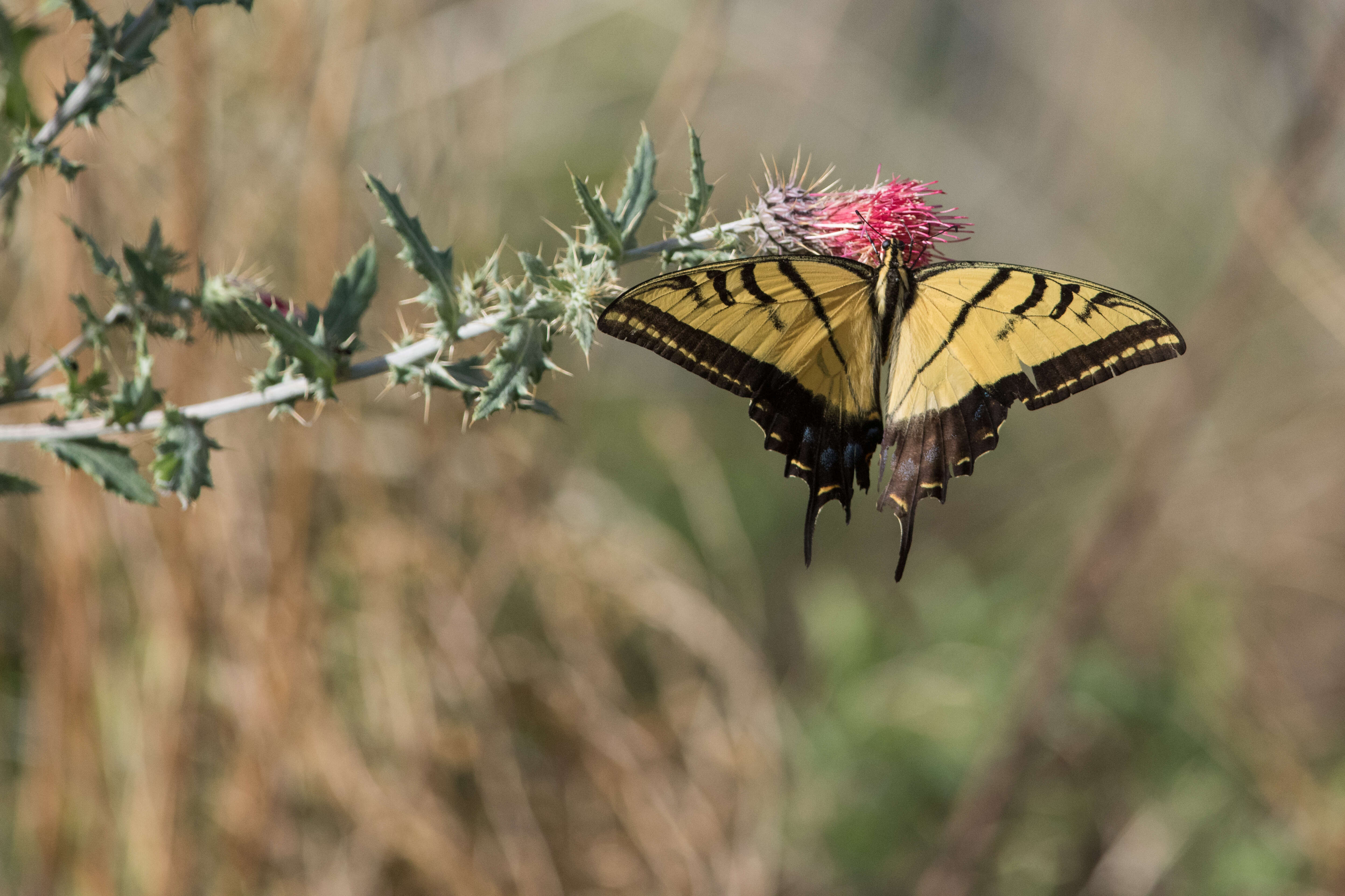 Слика од Papilio multicaudata Kirby 1884