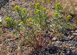 Image of Euphorbia nicaeensis All.