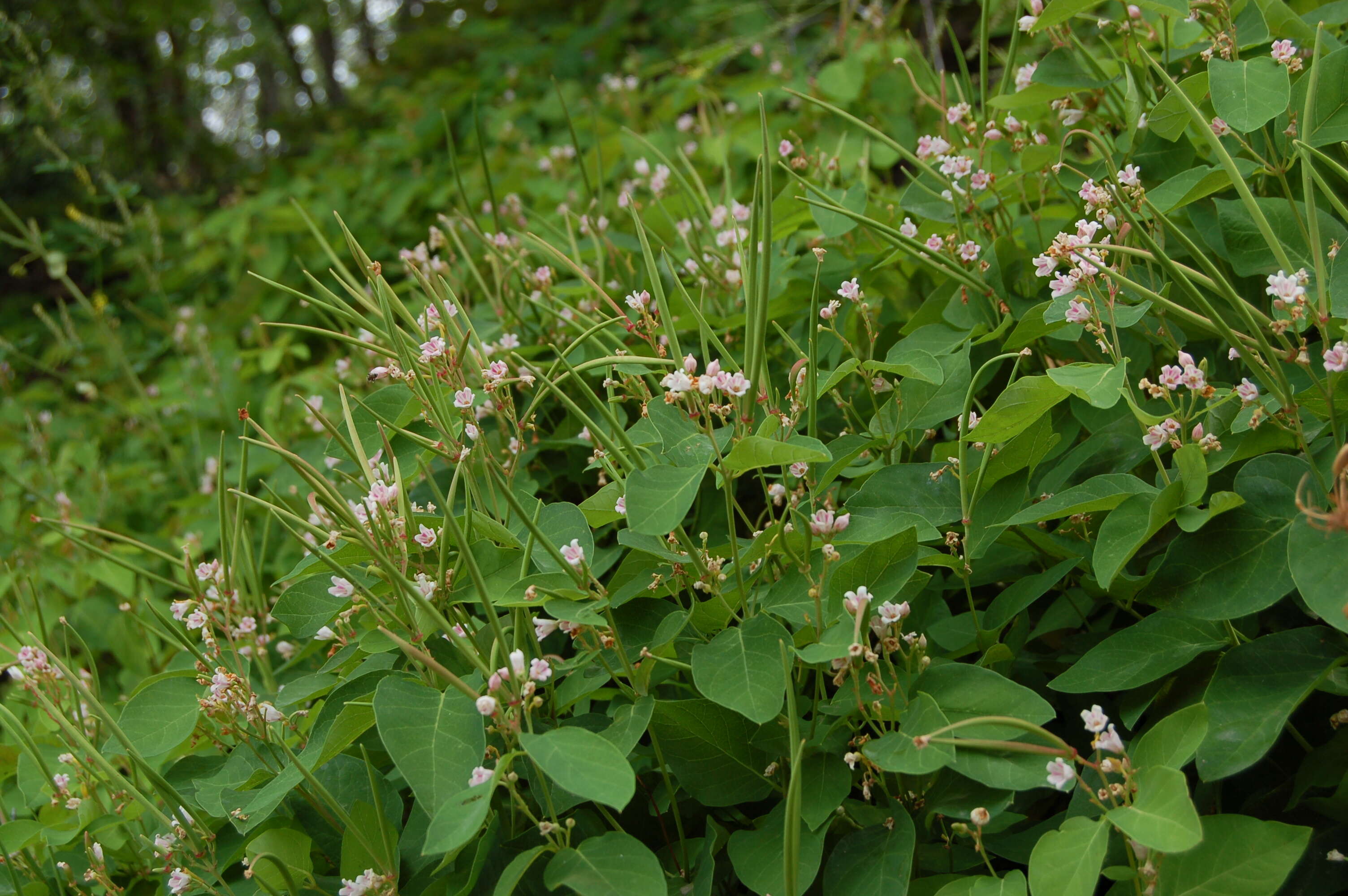 Image of Apocynum androsaemifolium subsp. pumilum (A. Gray) B. Boivin