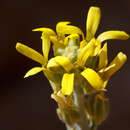 Image of Fibigia clypeata (L.) Medik.