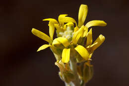 Image of Fibigia clypeata (L.) Medik.