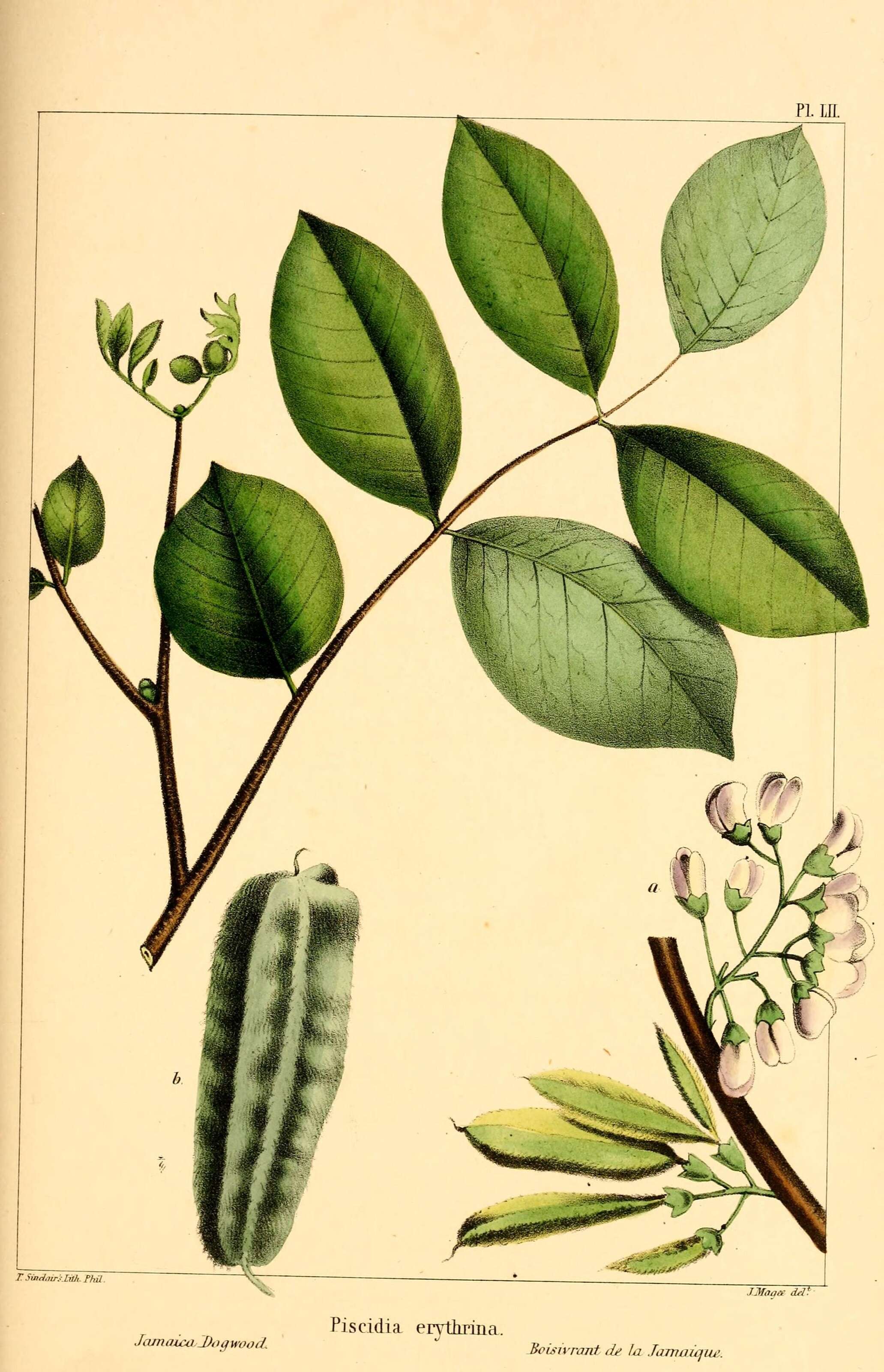 Image of Florida fishpoison tree