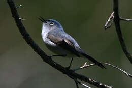 Image of gnatcatchers