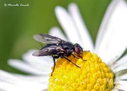 Image of flesh flies