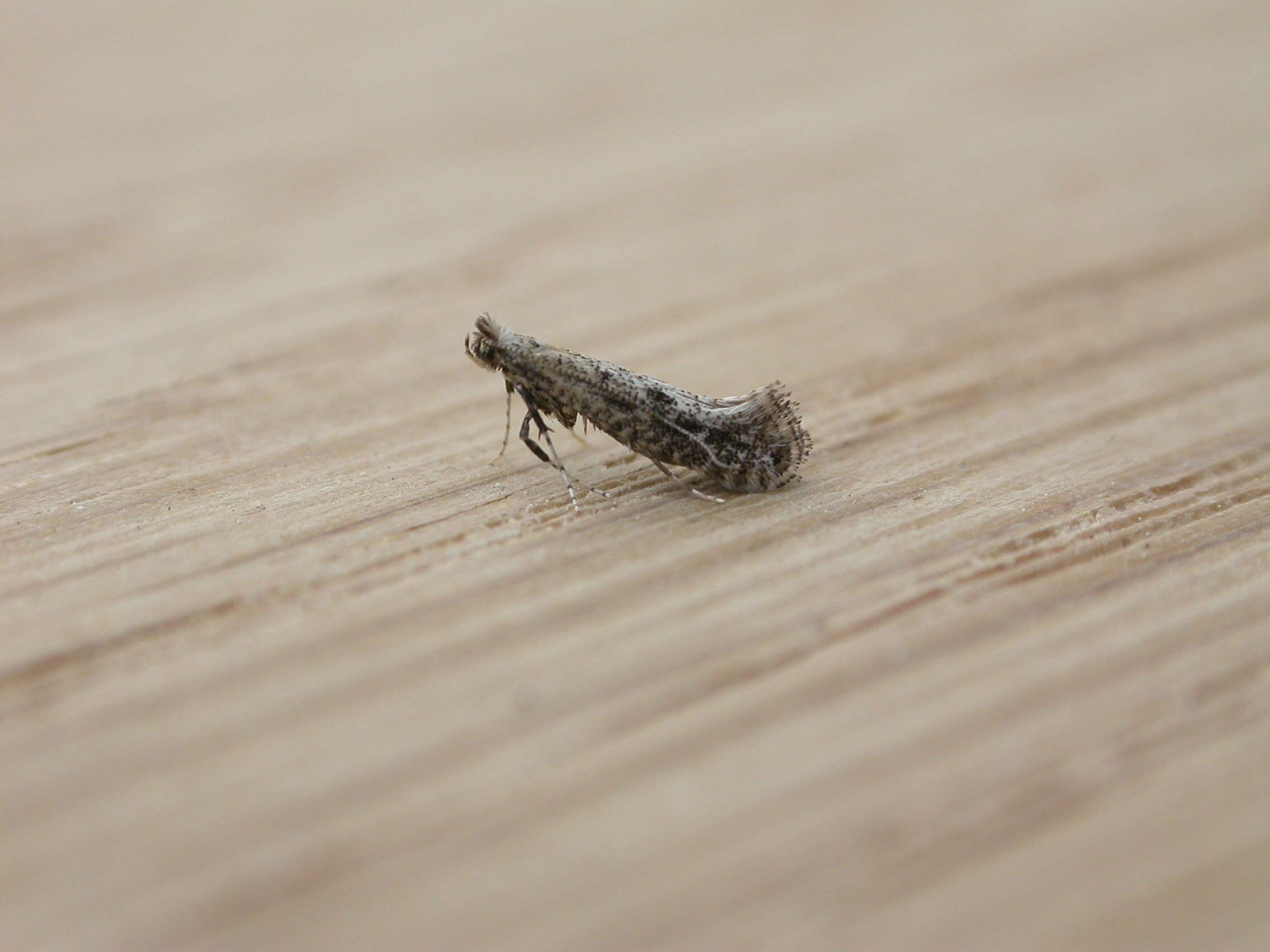 Image of leaf blotch miner moths