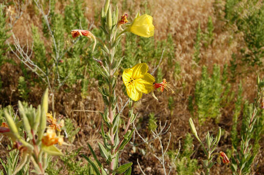 Image of Hooker's evening primrose