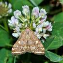 Image of Beet Webworm Moth