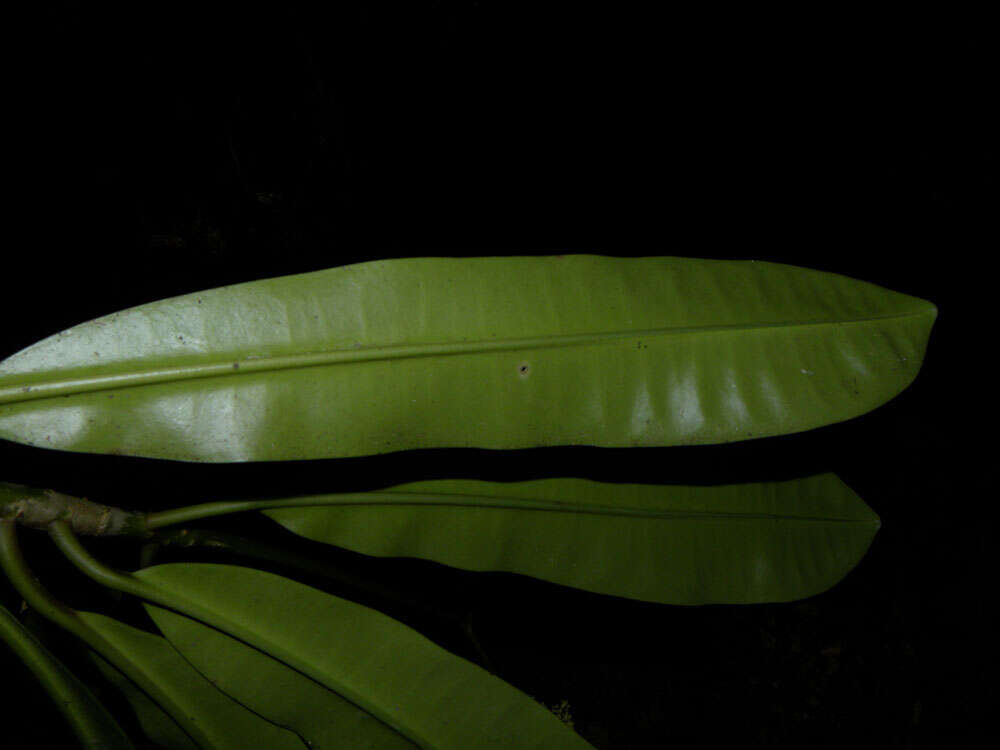 Image of Euphorbia sinclairiana Benth.