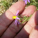 Image of Machaeranthera tanacetifolius