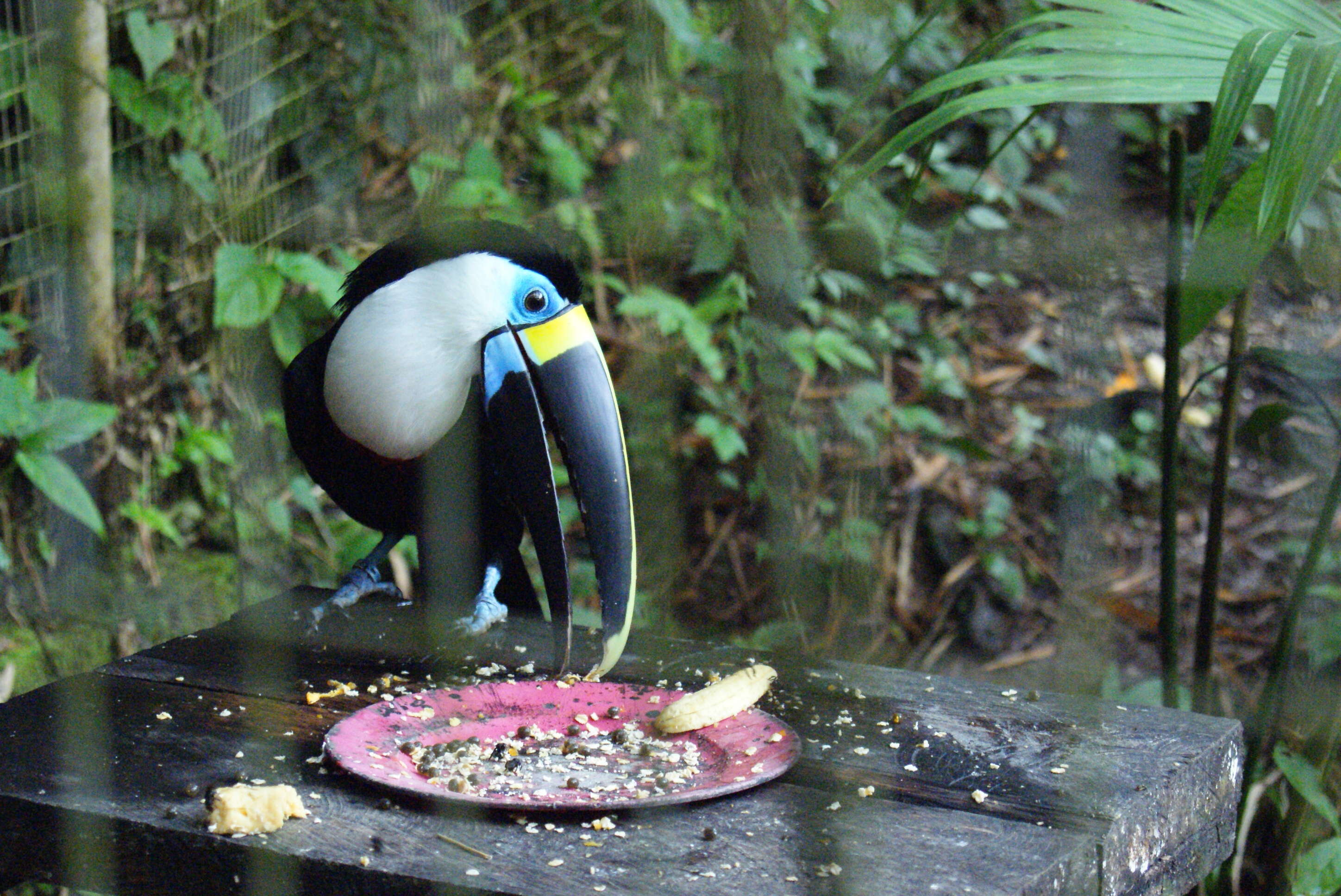 Image de Ramphastos tucanus cuvieri Wagler 1827