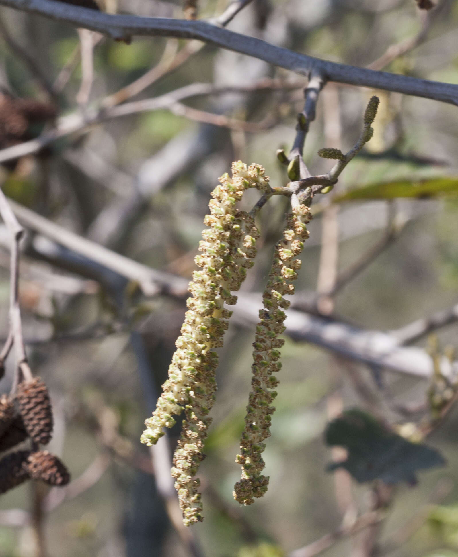 صورة Alnus acuminata Kunth