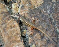 Image of Sand lizards