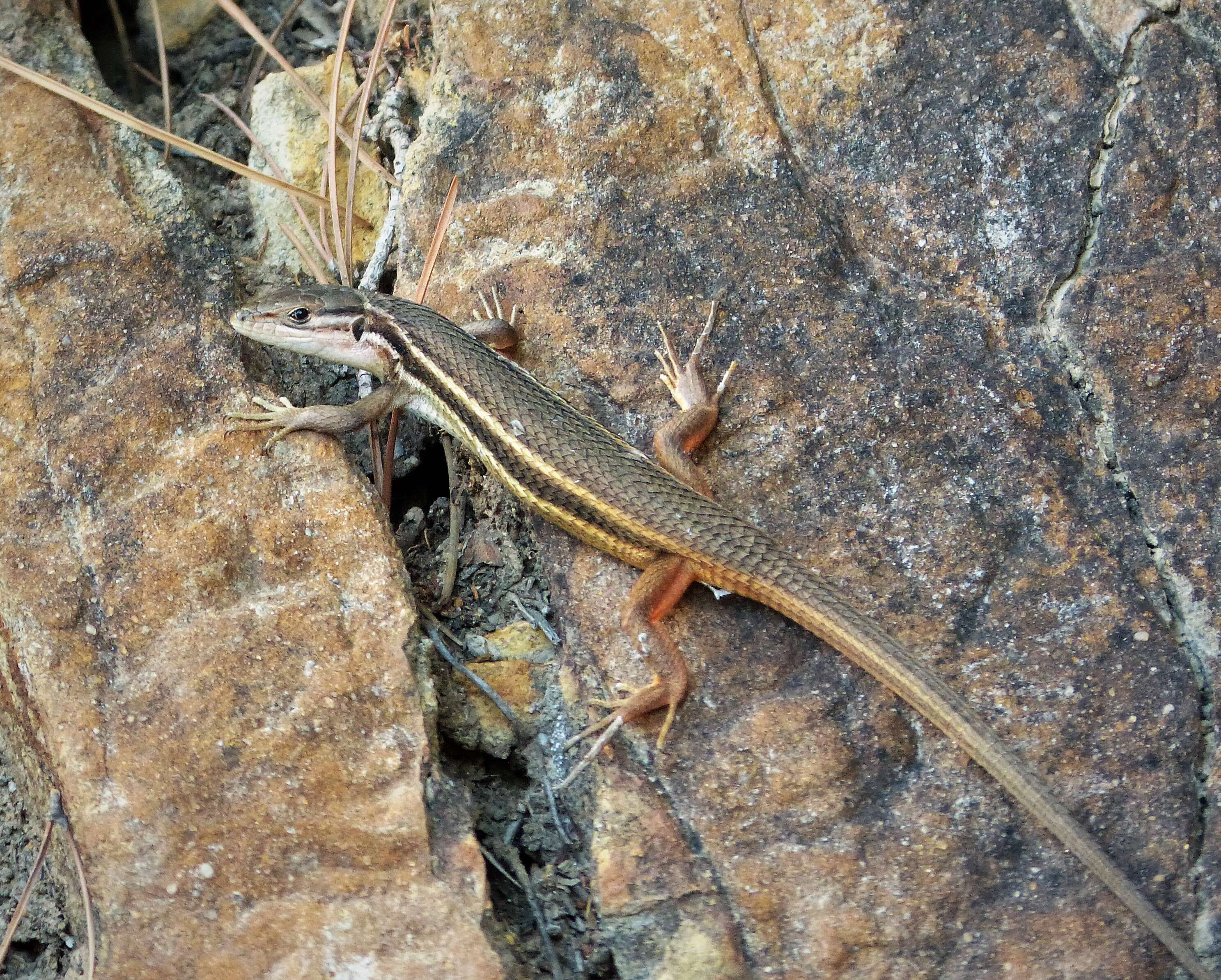 Psammodromus algirus (Linnaeus 1758) resmi