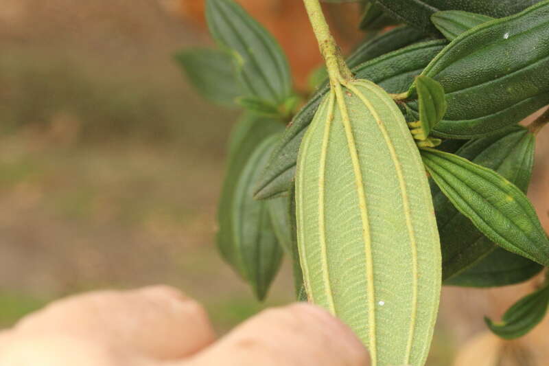 Image of Pleroma lepidotum (Bonpl.) Triana