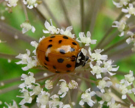 Image of Harmonia axyridis (Pallas 1773)