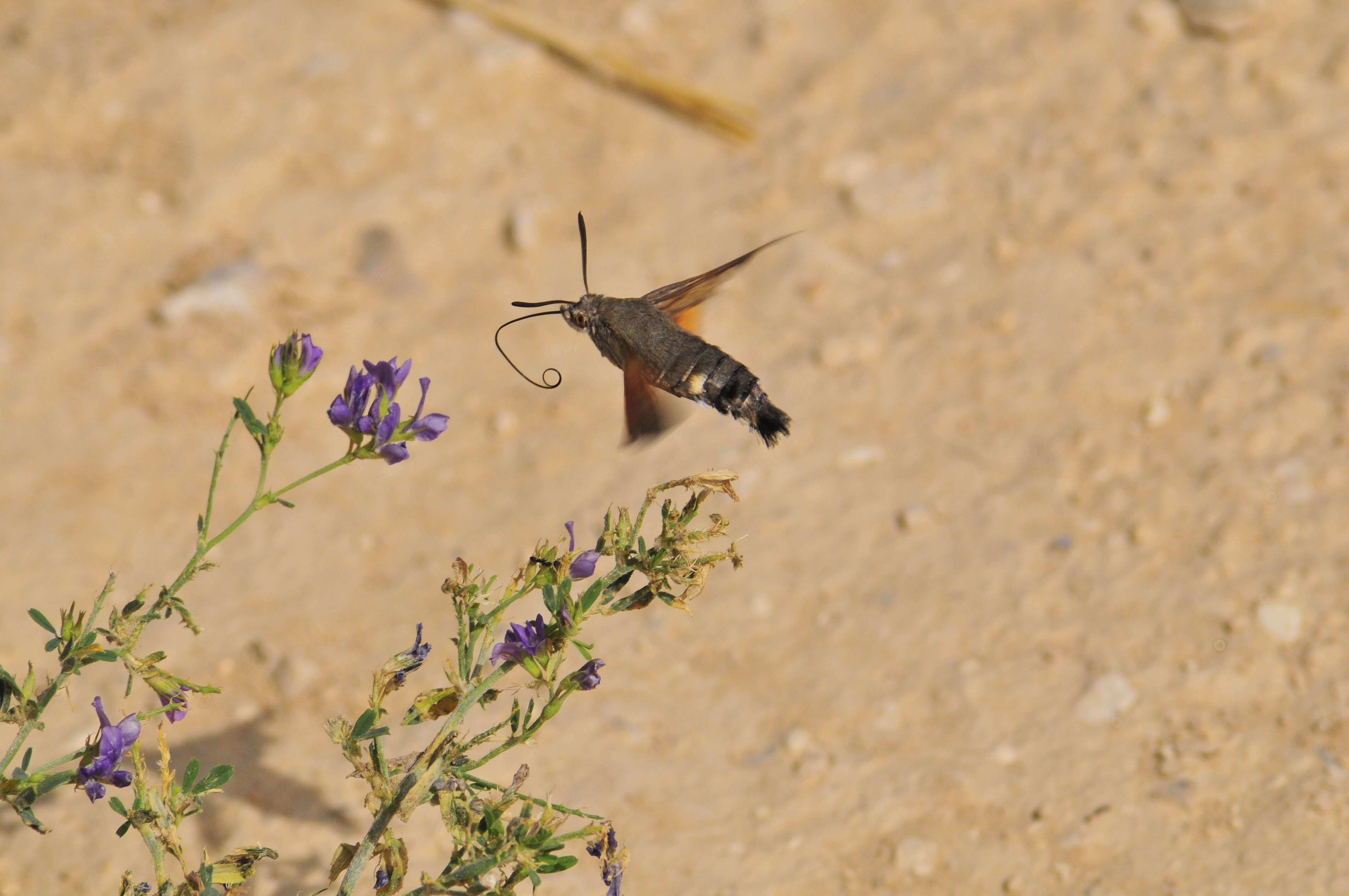 Слика од Macroglossum Scopoli 1777