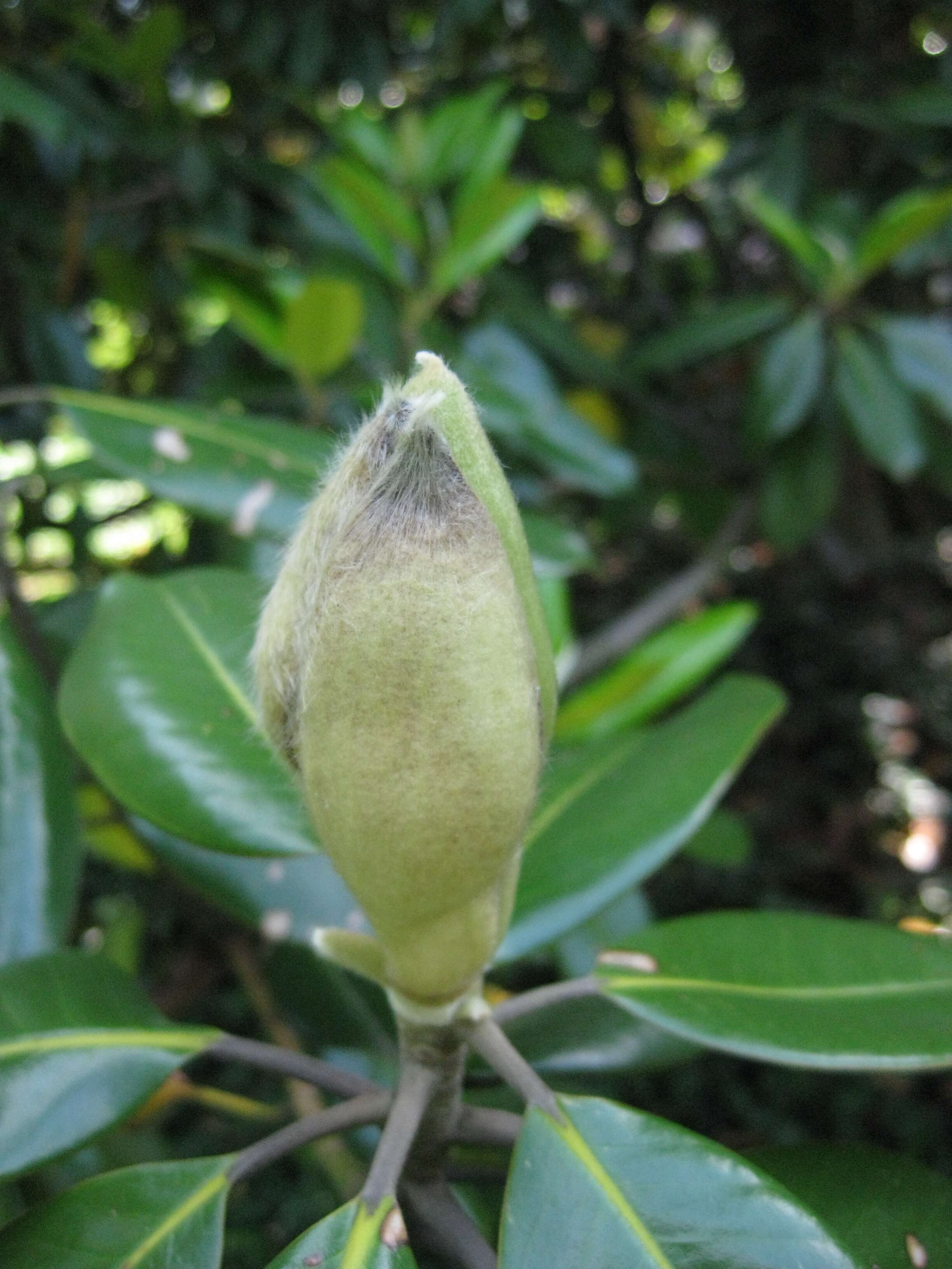 Image of southern magnolia