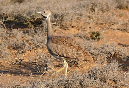 Image of Karoo Bustard