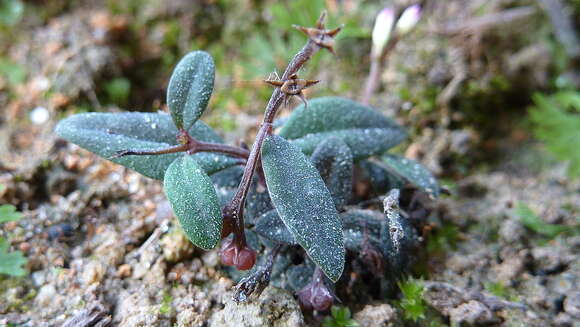 Plancia ëd Spigelia genuflexa Popovkin & Struwe