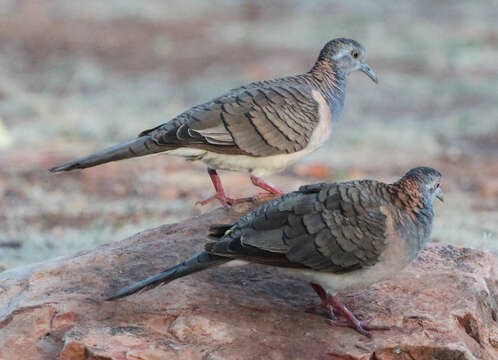 Image of Geopelia Swainson 1837