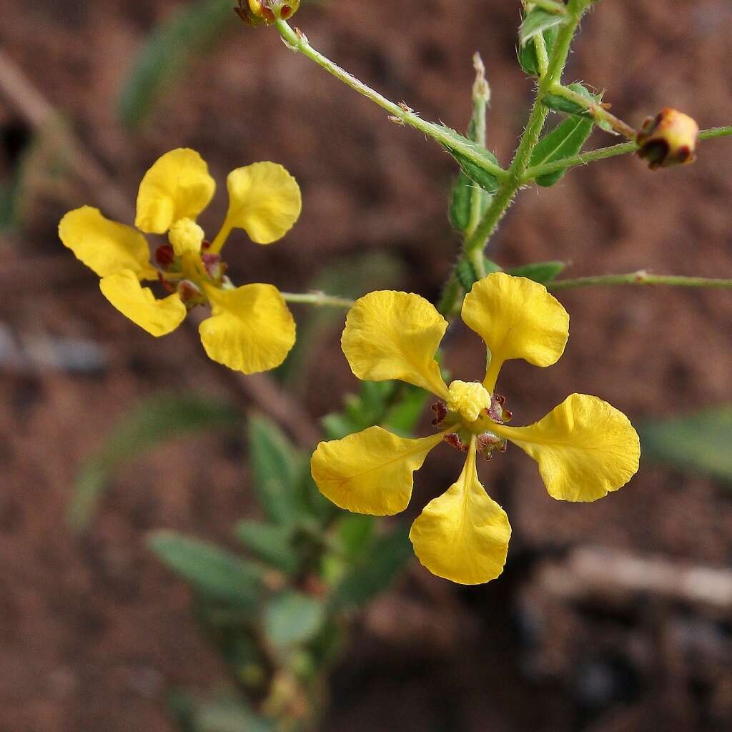 Image of Camarea affinis A. St.-Hil.