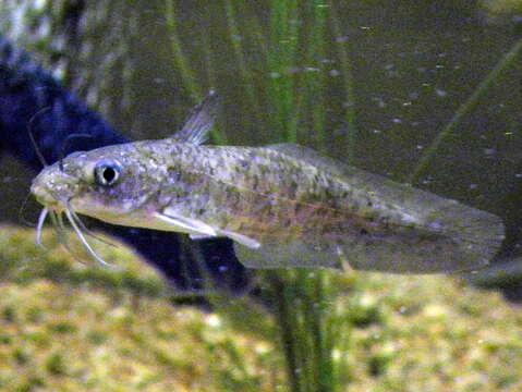 Image of Eel-tailed catfish