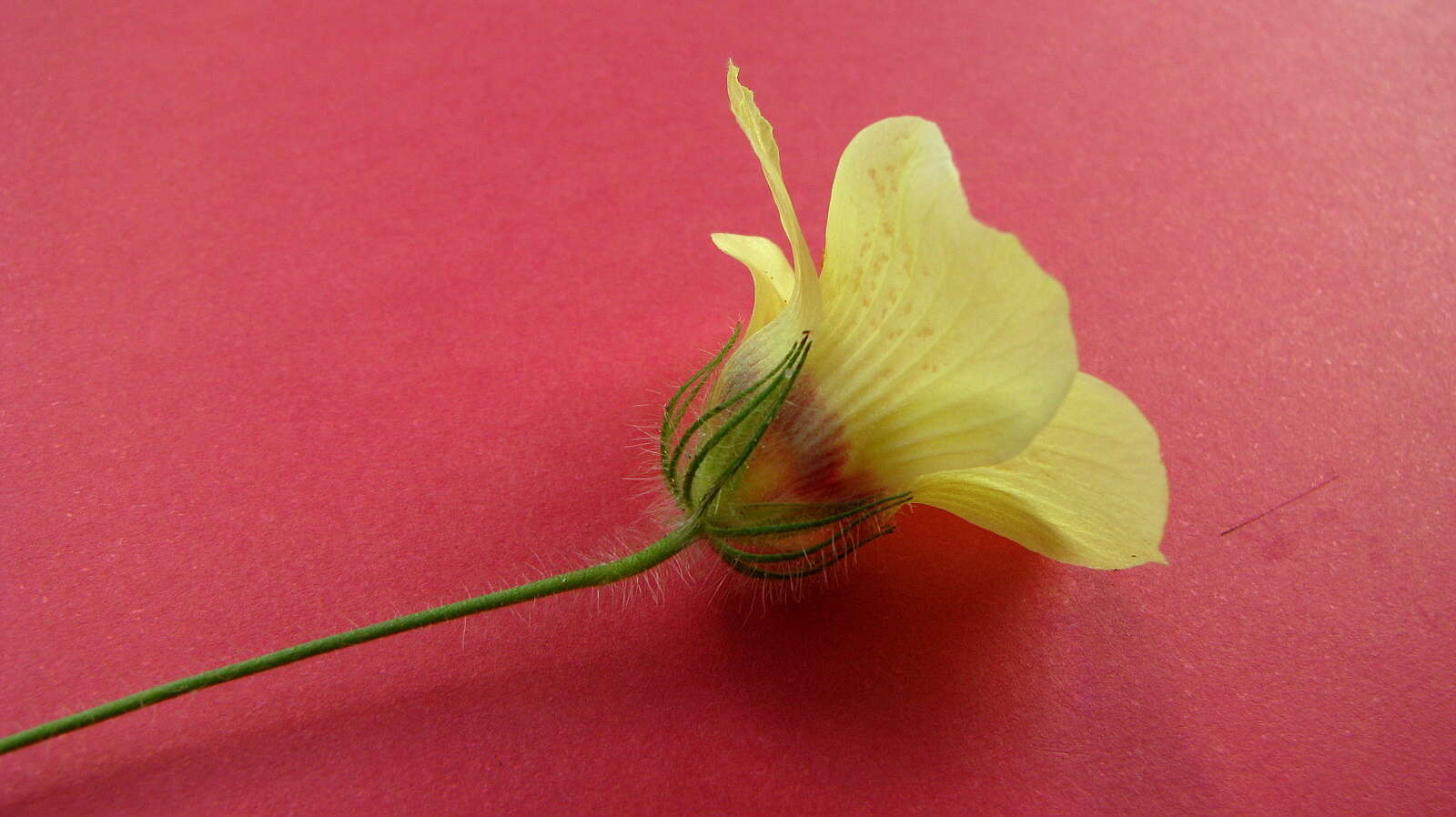 Image of Pavonia cancellata (L.) Cav.