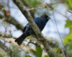 Image of Indigo Bunting