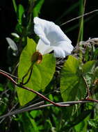 Image of hedge false bindweed