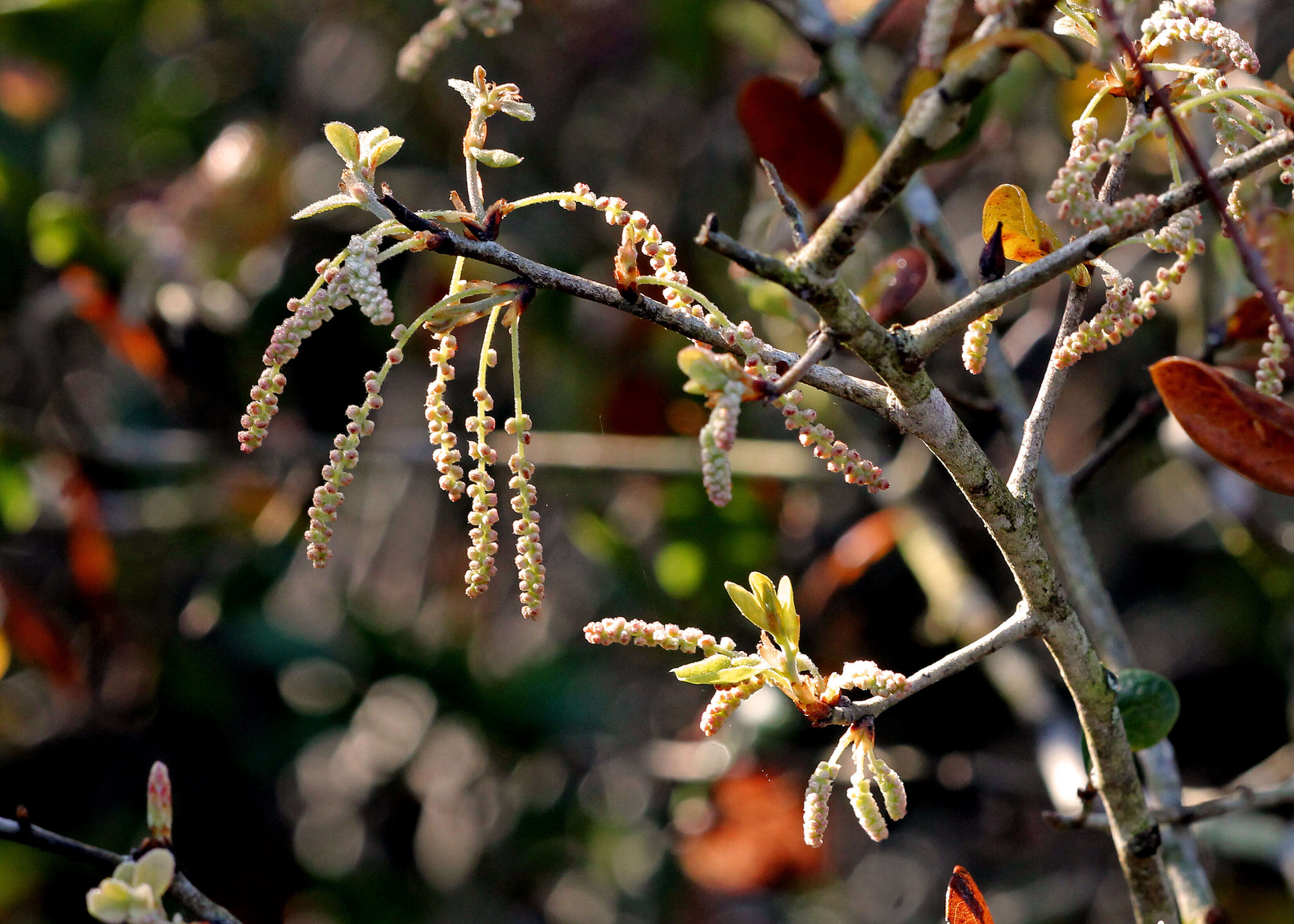 Слика од Quercus myrtifolia Willd.